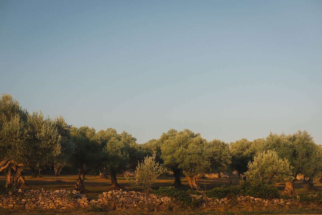 istria landscape ruins
