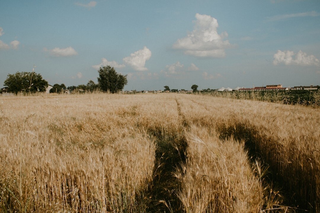 wheat field after storm