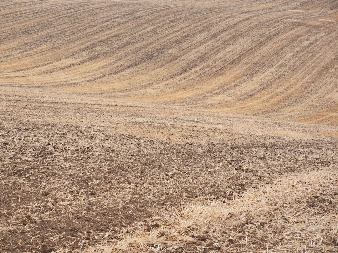 storm damaged crops in field