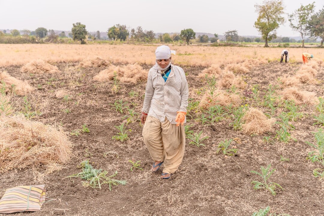 farmer inspecting damaged corn