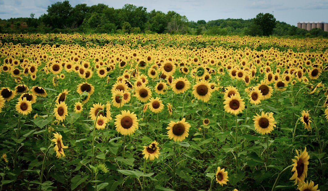ruined sunflower field