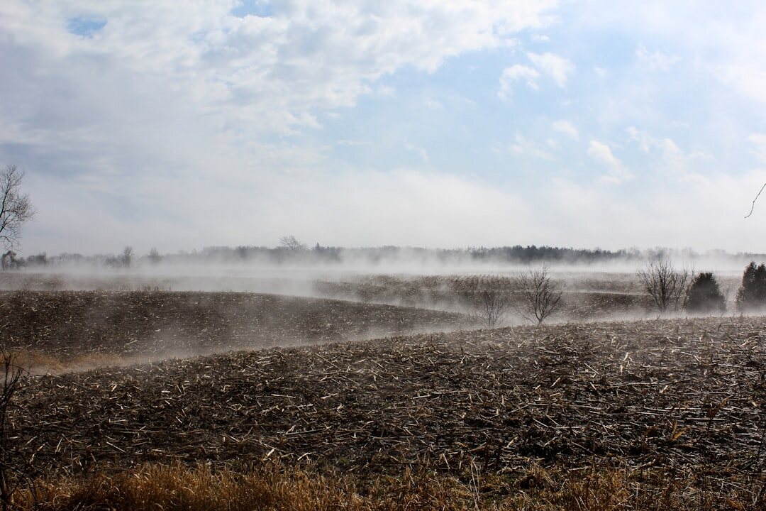 storm damaged crops in field